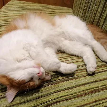 Ξενοδοχείο Adler Hotel-pension