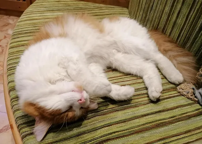 호텔 Adler Hotel-pension